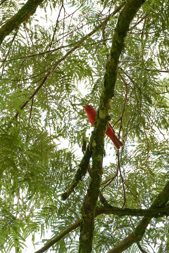 Summer Tanager, Santa Mar&iacute;a, Colombia  Boyac&aacute;,Colombia,Fall,Geotagged,Piranga rubra,Santa Mar&iacute;a,South America,Summer Tanager,World