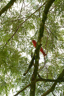 Summer Tanager, Santa María, Colombia  Boyacá,Colombia,Fall,Geotagged,Piranga rubra,Santa María,South America,Summer Tanager,World
