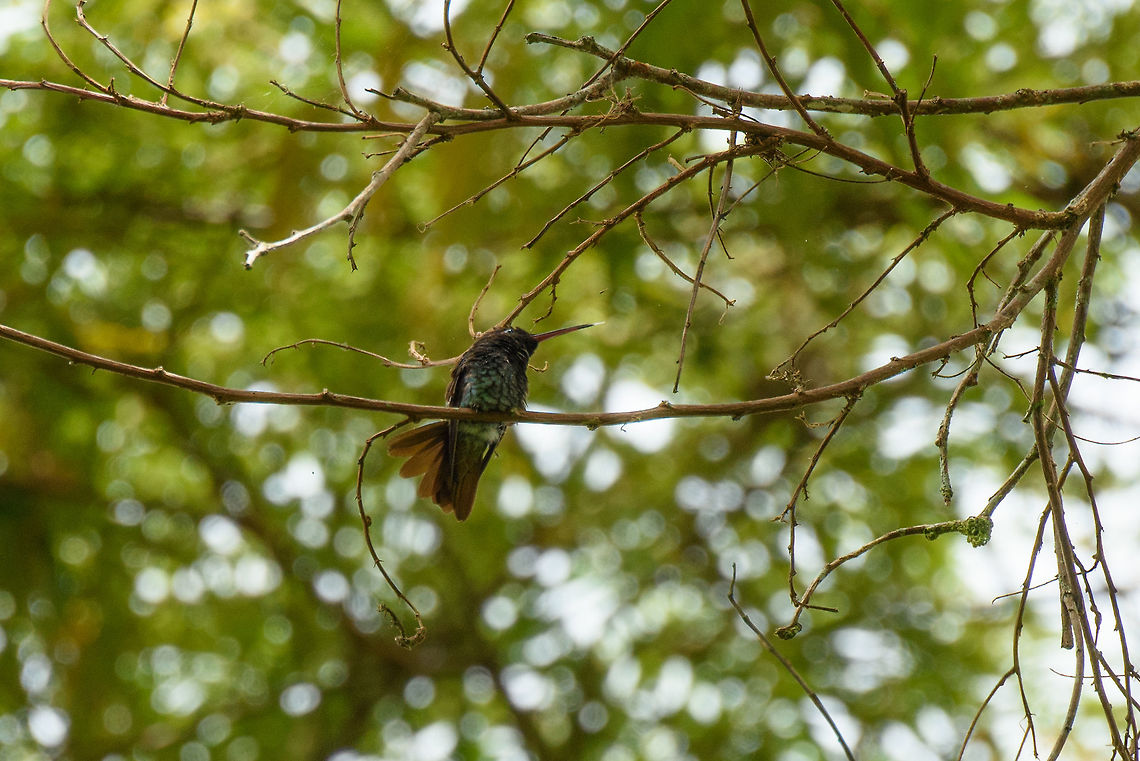 Golden-tailed sapphire, Santa María, Colombia Very heavily cropped. Photographing hummingbirds in the wild is not easy, so we learned. Boyacá,Chrysuronia oenone,Colombia,Fall,Geotagged,Golden-tailed sapphire,Santa María,South America,World