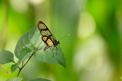 Clearwing butterfly perched on leaf, Santa Mar&iacute;a, Colombia Based on local documentation, theory for now is Pteronymia ozia tanampaya, but I'm not sure yet. Reference:
http://www.flickriver.com/photos/caponito/5244143582/ Boyac&aacute;,Colombia,Fall,Geotagged,Giant Glasswing,Methona confusa,Santa Mar&iacute;a,South America,World