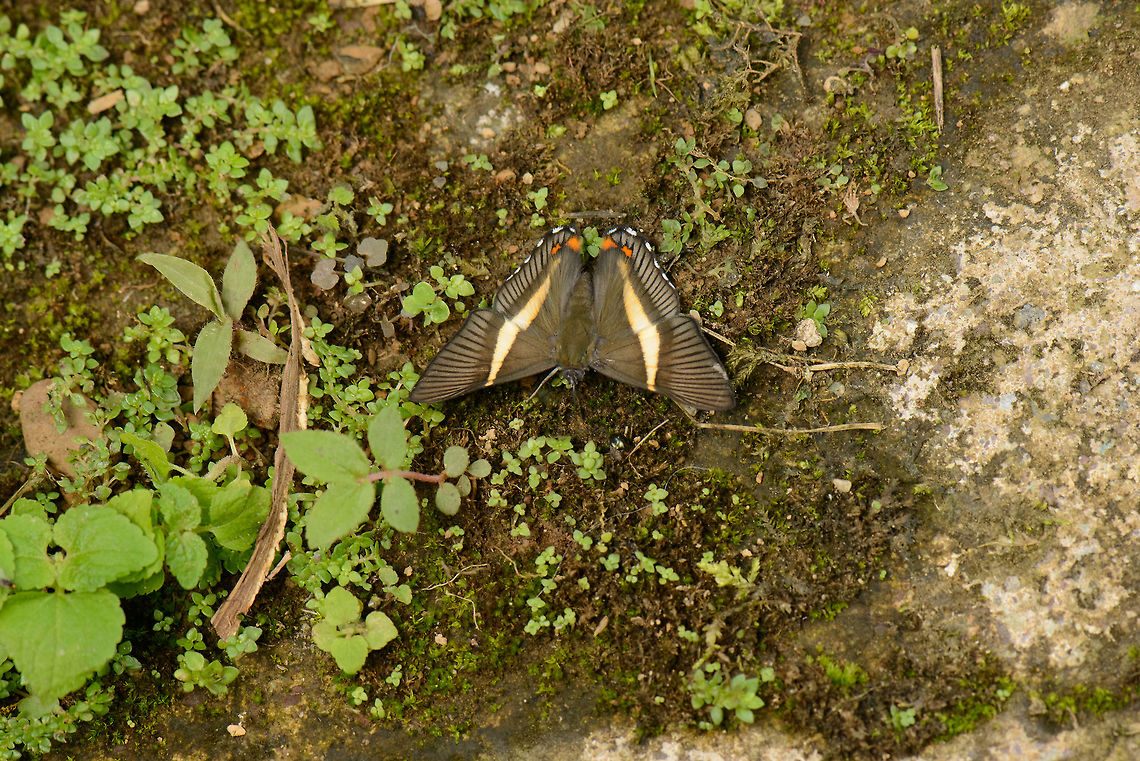 Siseme pallas, Santa Mar&iacute;a, Colombia  Boyac&aacute;,Colombia,Santa Mar&iacute;a,Siseme pallas,South America,World