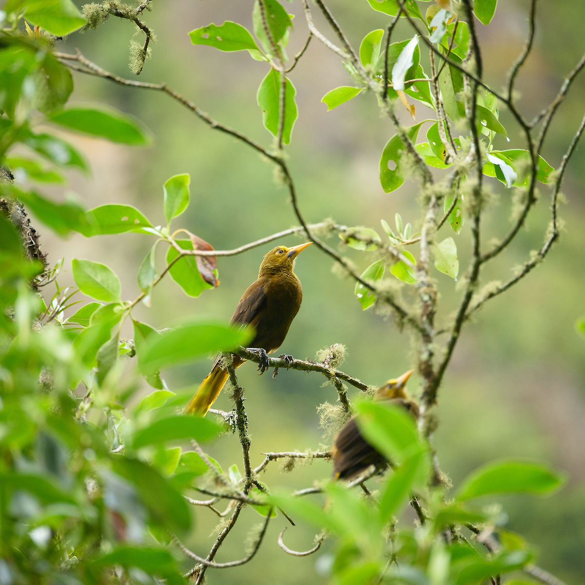 Russet-backed oropendola, Santa María, Colombia Highland sub species, given their light bill. Boyacá,Colombia,Fall,Geotagged,Psarocolius angustifrons,Russet-backed oropendola,Santa María,South America,World