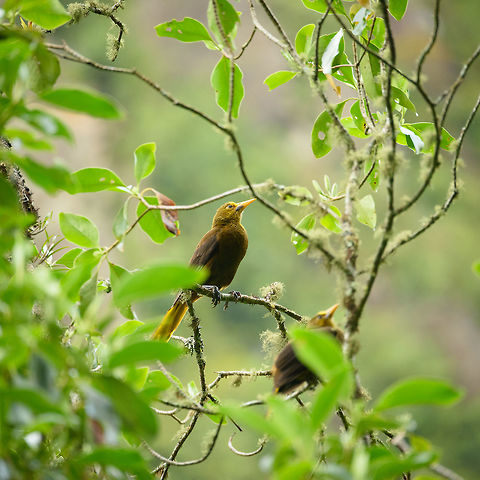 Russet-backed oropendola, Santa Mar&iacute;a, Colombia Highland sub species, given their light bill. Boyac&aacute;,Colombia,Fall,Geotagged,Psarocolius angustifrons,Russet-backed oropendola,Santa Mar&iacute;a,South America,World