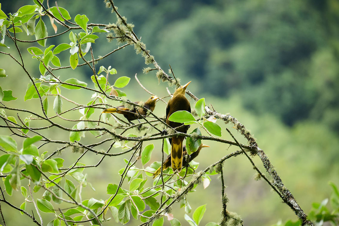 Russet-backed oropendola, gang of three, Santa Mar&iacute;a, Colombia  Boyac&aacute;,Colombia,Fall,Geotagged,Psarocolius angustifrons,Russet-backed oropendola,Santa Mar&iacute;a,South America,World