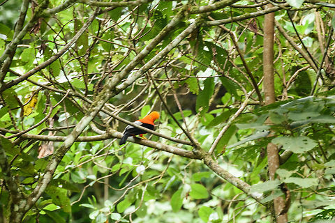 Andean cock-of-the-rock - male, Santa María, Colombia Before our trip, we decided on this bird being our #1 target bird (that is, before knowing about the capuchinbird). In particular Henriette really wanted to see this one. On the road to this habitat, I saw one beautifully perched very close next to the road, but it was gone when we stopped and backed up the car. 

Upon arriving in this beautiful habitat, we then saw three immediately upon arriving. But the light was getting low and they took of before being able to get a clear shot, so this poor shot is all we have. Happy to have this "evidence", not happy about the photo, of course. Female:
https://www.jungledragon.com/image/48512/andean_cock-of-the-rock_-_female_santa_mara_colombia.html Andean cock-of-the-rock,Boyacá,Colombia,Hykaquye,Rupicola peruvianus,Santa María,South America,World