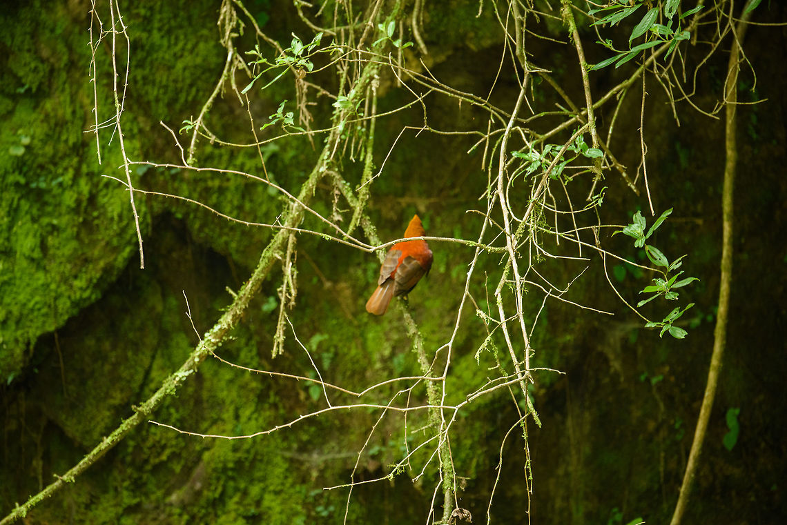 Andean cock-of-the-rock - female, Santa María, Colombia Before our trip, we decided on this bird being our #1 target bird (that is, before knowing about the capuchinbird). In particular Henriette really wanted to see this one. On the road to this habitat, I saw one beautifully perched very close next to the road, but it was gone when we stopped and backed up the car. <br />
<br />
Upon arriving in this beautiful habitat, we then saw three immediately upon arriving. But the light was getting low and they took of before being able to get a clear shot, so this poor shot is all we have. Happy to have this &quot;evidence&quot;, not happy about the photo, of course. Male:<br />
<figure class="photo"><a href="https://www.jungledragon.com/image/48511/andean_cock-of-the-rock_-_male_santa_mara_colombia.html" title="Andean cock-of-the-rock - male, Santa Mar&iacute;a, Colombia"><img src="https://s3.amazonaws.com/media.jungledragon.com/images/2/48511_thumb.jpg?AWSAccessKeyId=05GMT0V3GWVNE7GGM1R2&Expires=1759968010&Signature=%2BAZujasyIX8dWyC42aX6zHy7HYw%3D" width="200" height="134" alt="Andean cock-of-the-rock - male, Santa Mar&iacute;a, Colombia Before our trip, we decided on this bird being our #1 target bird (that is, before knowing about the capuchinbird). In particular Henriette really wanted to see this one. On the road to this habitat, I saw one beautifully perched very close next to the road, but it was gone when we stopped and backed up the car. <br />
<br />
Upon arriving in this beautiful habitat, we then saw three immediately upon arriving. But the light was getting low and they took of before being able to get a clear shot, so this poor shot is all we have. Happy to have this &quot;evidence&quot;, not happy about the photo, of course. Female:<br />
https://www.jungledragon.com/image/48512/andean_cock-of-the-rock_-_female_santa_mara_colombia.html Andean cock-of-the-rock,Boyac&aacute;,Colombia,Hykaquye,Rupicola peruvianus,Santa Mar&iacute;a,South America,World" /></a></figure> Andean cock-of-the-rock,Boyacá,Colombia,Hykaquye,Rupicola peruvianus,Santa María,South America,World