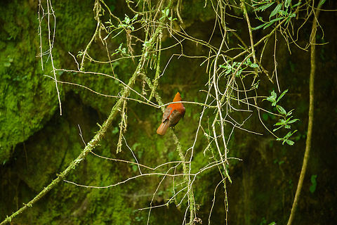 Andean cock-of-the-rock - female, Santa María, Colombia Before our trip, we decided on this bird being our #1 target bird (that is, before knowing about the capuchinbird). In particular Henriette really wanted to see this one. On the road to this habitat, I saw one beautifully perched very close next to the road, but it was gone when we stopped and backed up the car. 

Upon arriving in this beautiful habitat, we then saw three immediately upon arriving. But the light was getting low and they took of before being able to get a clear shot, so this poor shot is all we have. Happy to have this "evidence", not happy about the photo, of course. Male:
https://www.jungledragon.com/image/48511/andean_cock-of-the-rock_-_male_santa_mara_colombia.html Andean cock-of-the-rock,Boyacá,Colombia,Hykaquye,Rupicola peruvianus,Santa María,South America,World