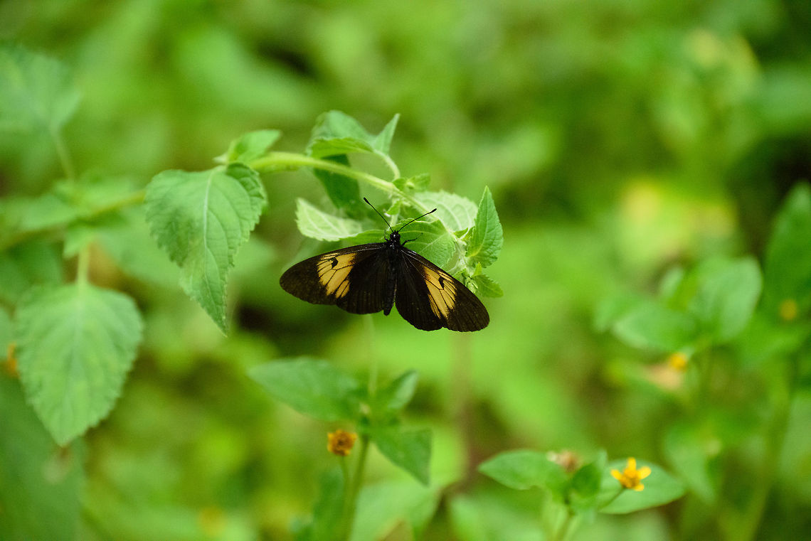 Actinote stratonice stratonice, Santa María, Colombia Stratonice sub species of Actinote stratonice. Actinote stratonice,Boyacá,Colombia,Hykaquye,Santa María,South America,World