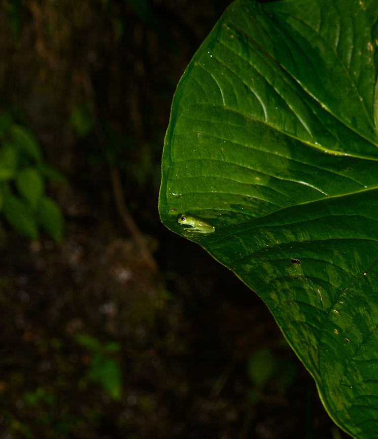 Small frog on big leaf, Santa Mar&iacute;a, Colombia My theory for now is Centrolene sp. Hard to see on this photo, but this one has bright infrequent yellow spots on its back. Unfortunately, that's hardly a unique feature. Boyac&aacute;,Colombia,Santa Mar&iacute;a,South America,World