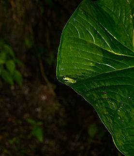 Small frog on big leaf, Santa Mar&iacute;a, Colombia My theory for now is Centrolene sp. Hard to see on this photo, but this one has bright infrequent yellow spots on its back. Unfortunately, that's hardly a unique feature. Boyac&aacute;,Colombia,Santa Mar&iacute;a,South America,World