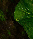 Small frog on big leaf, Santa María, Colombia My theory for now is Centrolene sp. Hard to see on this photo, but this one has bright infrequent yellow spots on its back. Unfortunately, that's hardly a unique feature. Boyacá,Colombia,Santa María,South America,World