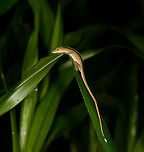 Anoles with long tail, Santa María, Colombia Small lizard species (likely anoles) with a very long tail ending in a white tip. The back has a dark broad stripe across the length of the body, with in the middle of that a yellow stripe. Photographed at night.  Anolis antonii,Boyacá,Colombia,Santa María,South America,World