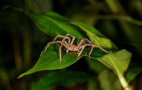 Ctenid sp. on leaf, Santa Mar&iacute;a, Colombia ID by Hubert H&ouml;fer. Boyac&aacute;,Colombia,Santa Mar&iacute;a,South America,World
