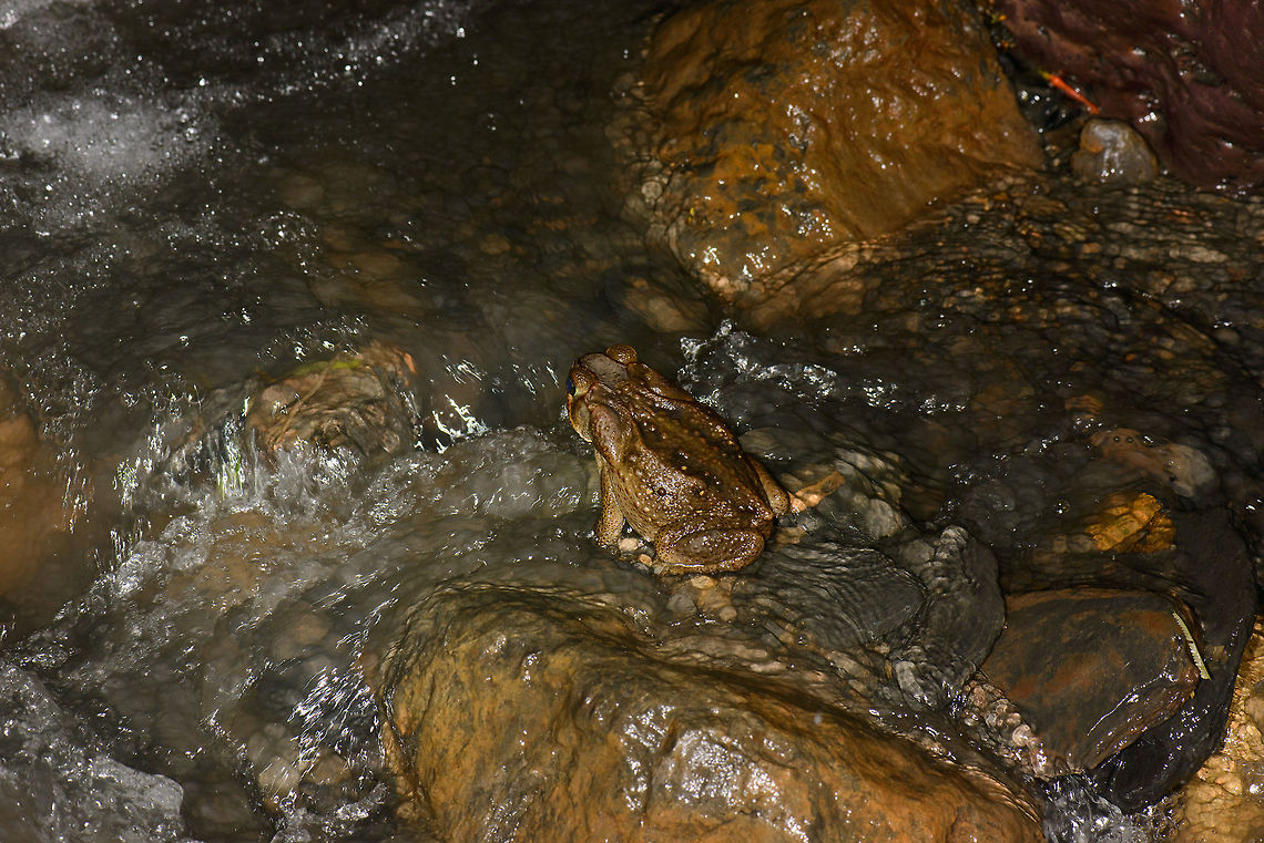 I am a rock That moment of shock when you realize there&#039;s a gigantic living thing in what you thought was a static landscape. This toad was about the size of a football. Boyacá,Cane toad,Colombia,Rhinella marina,Santa María,South America,World