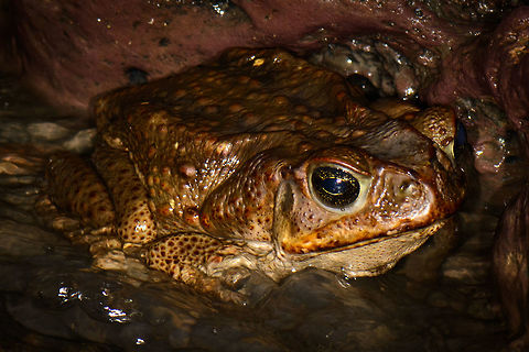 Cane Toad closeup, Santa María, Colombia  Boyacá,Cane toad,Colombia,Rhinella marina,Santa María,South America,World
