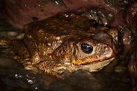 Cane Toad closeup, Santa María, Colombia Boyacá,Cane toad,Colombia,Rhinella marina,Santa María,South America,World