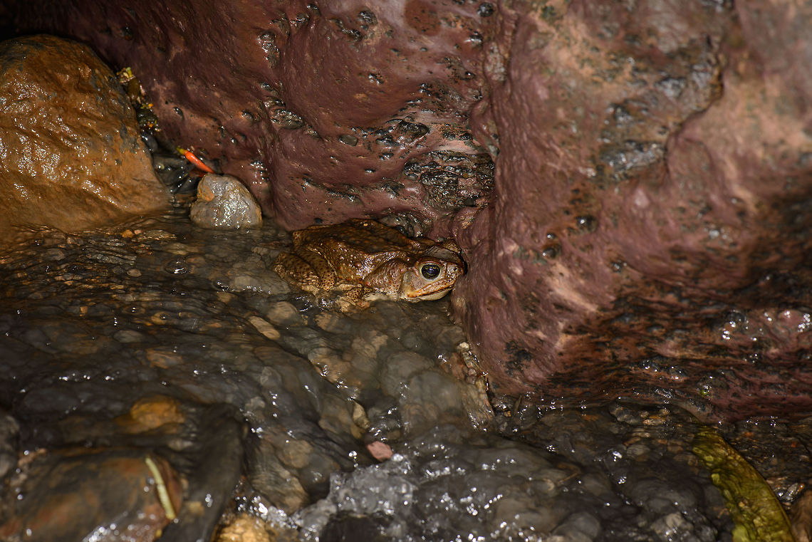 Cane Toad at night, Santa María, Colombia Very large one, found at night. Closeup:<br />
<figure class="photo"><a href="https://www.jungledragon.com/image/48553/cane_toad_closeup_santa_mara_colombia.html" title="Cane Toad closeup, Santa Mar&iacute;a, Colombia"><img src="https://s3.amazonaws.com/media.jungledragon.com/images/2/48553_thumb.jpg?AWSAccessKeyId=05GMT0V3GWVNE7GGM1R2&Expires=1759968010&Signature=4MWVb%2BrCdW9B53kg%2FYrp7toGQms%3D" width="200" height="134" alt="Cane Toad closeup, Santa Mar&iacute;a, Colombia  Boyac&aacute;,Cane toad,Colombia,Rhinella marina,Santa Mar&iacute;a,South America,World" /></a></figure> Boyacá,Cane toad,Colombia,Rhinella marina,Santa María,South America,World