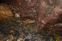 Cane Toad at night, Santa María, Colombia Very large one, found at night. Closeup:<br />
https://www.jungledragon.com/image/48553/cane_toad_closeup_santa_mara_colombia.html Boyacá,Cane toad,Colombia,Rhinella marina,Santa María,South America,World