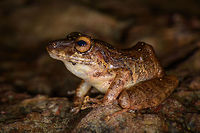 Pristimantis penelopus - closeup, Santa María, Colombia  Boyacá,Colombia,Pristimantis penelopus,Santa María,South America,World