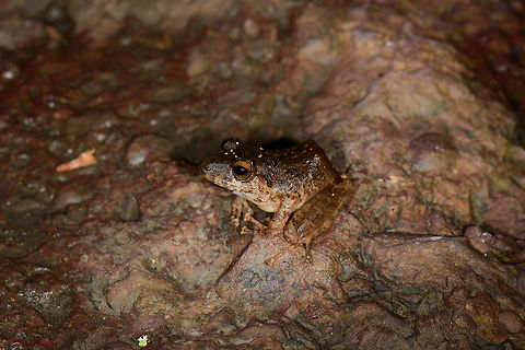 Pristimantis penelopus, Santa Mar&iacute;a, Colombia https://www.jungledragon.com/image/48556/diasporus_gularis_presumed_-_closeup_santa_mara_colombia.html Boyac&aacute;,Colombia,Pristimantis penelopus,Santa Mar&iacute;a,South America,World