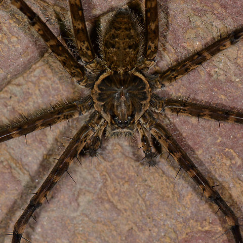 Trechalea sp. on rock - closeup, Santa Mar&iacute;a, Colombia ID by Hubert H&ouml;fer.
https://www.jungledragon.com/image/48559/large_banded_spider_on_rock_santa_mara_colombia.html Boyac&aacute;,Colombia,Santa Mar&iacute;a,South America,World