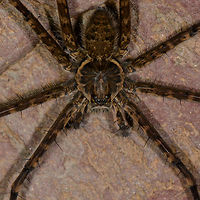 Trechalea sp. on rock - closeup, Santa María, Colombia ID by Hubert Höfer.<br />
https://www.jungledragon.com/image/48559/large_banded_spider_on_rock_santa_mara_colombia.html Boyacá,Colombia,Santa María,South America,World