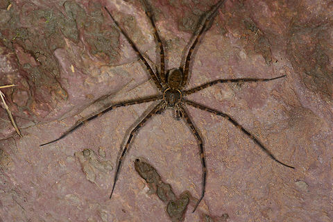 Trechalea sp. on rock, Santa Mar&iacute;a, Colombia ID by Hubert H&ouml;fer.
https://www.jungledragon.com/image/48558/large_banded_spider_on_rock_-_closeup_santa_mara_colombia.html Boyac&aacute;,Colombia,Santa Mar&iacute;a,South America,World