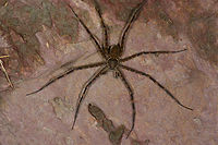 Trechalea sp. on rock, Santa María, Colombia ID by Hubert Höfer.<br />
https://www.jungledragon.com/image/48558/large_banded_spider_on_rock_-_closeup_santa_mara_colombia.html Boyacá,Colombia,Santa María,South America,World