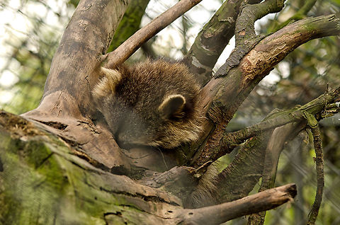 Zpectacular shot of a racoon... ZZZZZZZZZZZZZZZZZZZZZZZZZZZZZZZZZZZZZZZZZZZZZZZZZZZZZZZZZZZZZZZZZZZZZZZZZZZZZZZZZZZZZZZZZZZZZZZZ BestZOO,Geotagged,Procyon lotor,Raccoon,The Netherlands