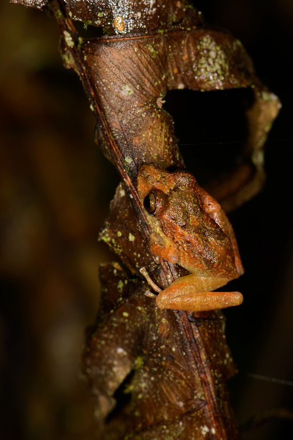 Pristimantis ockendeni on dead leaf - closeup, Santa Mar&iacute;a, Colombia  Boyac&aacute;,Colombia,Pristimantis ockendeni,Santa Mar&iacute;a,South America,World