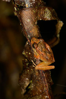 Pristimantis ockendeni on dead leaf - closeup, Santa María, Colombia  Boyacá,Colombia,Pristimantis ockendeni,Santa María,South America,World