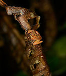 Tiny orange frog on dead leaf, Santa María, Colombia Closeup:<br />
https://www.jungledragon.com/image/48561/tiny_orange_frog_on_dead_leaf_-_closeup_santa_mara_colombia.html Boyacá,Colombia,Pristimantis ockendeni,Santa María,South America,World