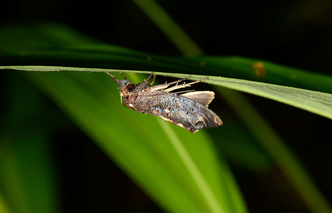 Moth on leaf, Santa María, Colombia A complicated one to describe, it seems to have a bit of everything in it. Boyacá,Colombia,Santa María,South America,World