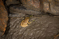Small yellow frog in mud, Santa María, Colombia  Boyacá,Colombia,Craugastor crassidigitus,Santa María,South America,World