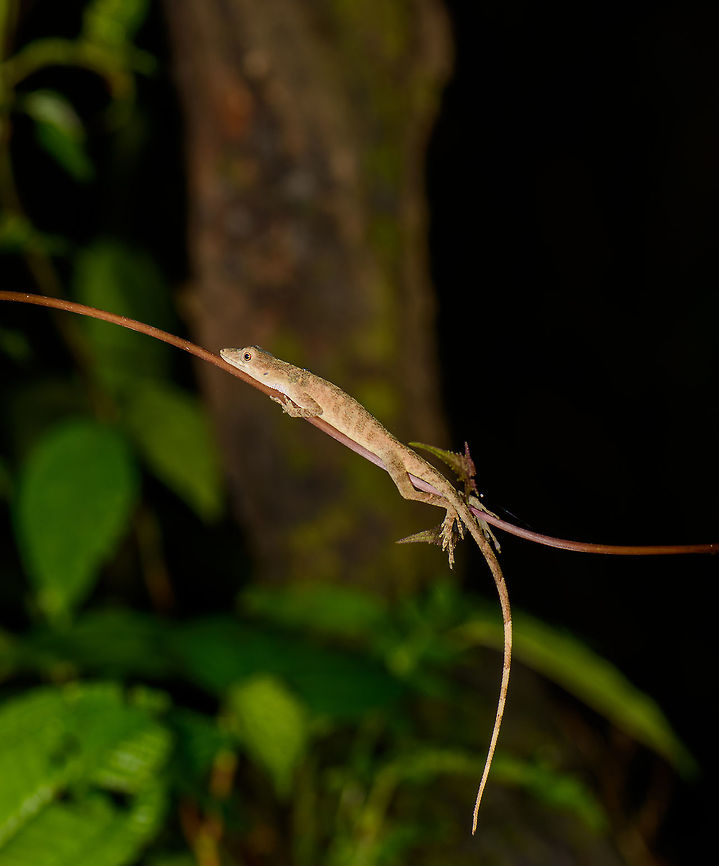 Anoles sleeping on twig, Santa María, Colombia Possibly same species as this one:<br />
<figure class="photo"><a href="https://www.jungledragon.com/image/48550/anoles_with_long_tail_santa_mara_colombia.html" title="Anoles with long tail, Santa Mar&iacute;a, Colombia"><img src="https://s3.amazonaws.com/media.jungledragon.com/images/2/48550_thumb.jpg?AWSAccessKeyId=05GMT0V3GWVNE7GGM1R2&Expires=1759968010&Signature=ZQDiDcGEkDpuGu7yvBzxRm5KP1w%3D" width="146" height="152" alt="Anoles with long tail, Santa Mar&iacute;a, Colombia Small lizard species (likely anoles) with a very long tail ending in a white tip. The back has a dark broad stripe across the length of the body, with in the middle of that a yellow stripe. Photographed at night.  Anolis antonii,Boyac&aacute;,Colombia,Santa Mar&iacute;a,South America,World" /></a></figure> Boyacá,Colombia,Santa María,South America,World