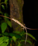Anoles sleeping on twig, Santa María, Colombia Possibly same species as this one:<br />
https://www.jungledragon.com/image/48550/anoles_with_long_tail_santa_mara_colombia.html Boyacá,Colombia,Santa María,South America,World