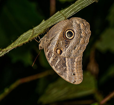 Illioneus Giant Owl at night, Santa Mar&iacute;a, Colombia  Boyac&aacute;,Caligo illioneus,Colombia,Illioneus Giant Owl,Santa Mar&iacute;a,South America,World