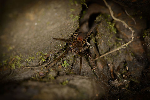 Fat spider coming out of lair, ,Santa Mar&iacute;a, Colombia  Boyac&aacute;,Colombia,Santa Mar&iacute;a,South America,World