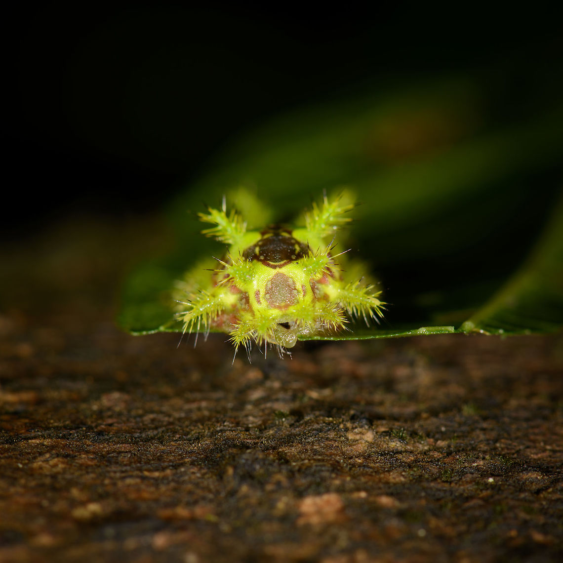 Vibrant caterpillar - front view, Santa María, Colombia Side view:<br />
<figure class="photo"><a href="https://www.jungledragon.com/image/48577/vibrant_caterpillar_santa_mara_colombia.html" title="Vibrant caterpillar, Santa Mar&iacute;a, Colombia"><img src="https://s3.amazonaws.com/media.jungledragon.com/images/2/48577_thumb.jpg?AWSAccessKeyId=05GMT0V3GWVNE7GGM1R2&Expires=1759968010&Signature=yZkiJ56ZIJejDa%2FYVt4hqb%2BhJKw%3D" width="200" height="134" alt="Vibrant caterpillar, Santa Mar&iacute;a, Colombia Identification is not as easy as I expected. Theory for now is that this is the caterpillar of a cup moth, which are known to have such spectacular caterpillars. Front view:<br />
https://www.jungledragon.com/image/48573/vibrant_caterpillar_-_front_view_santa_mara_colombia.html<br />
https://www.jungledragon.com/image/48580/vibrant_caterpillar_-_front_view_closeup_santa_mara_colombia.html<br />
Full disclosure: caterpillar was moved to take the shot. Not a practice I normally support, but it was too late to stop it. Boyac&aacute;,Colombia,Santa Mar&iacute;a,South America,World" /></a></figure> Boyacá,Colombia,Santa María,South America,World