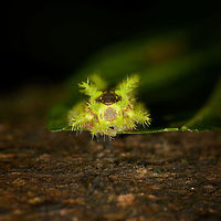 Vibrant caterpillar - front view, Santa María, Colombia Side view:<br />
https://www.jungledragon.com/image/48577/vibrant_caterpillar_santa_mara_colombia.html Boyacá,Colombia,Santa María,South America,World