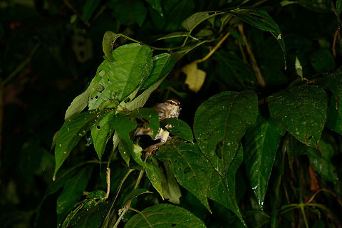 Northern waterthrush at night, Santa Mar&iacute;a, Colombia  Boyac&aacute;,Colombia,Northern waterthrush,Parkesia noveboracensis,Santa Mar&iacute;a,South America,World