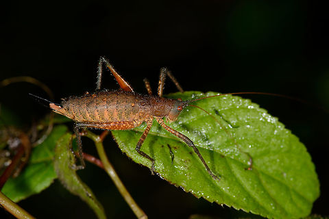 Large red cricket, Santa María, Colombia  Boyacá,Colombia,Santa María,South America,World