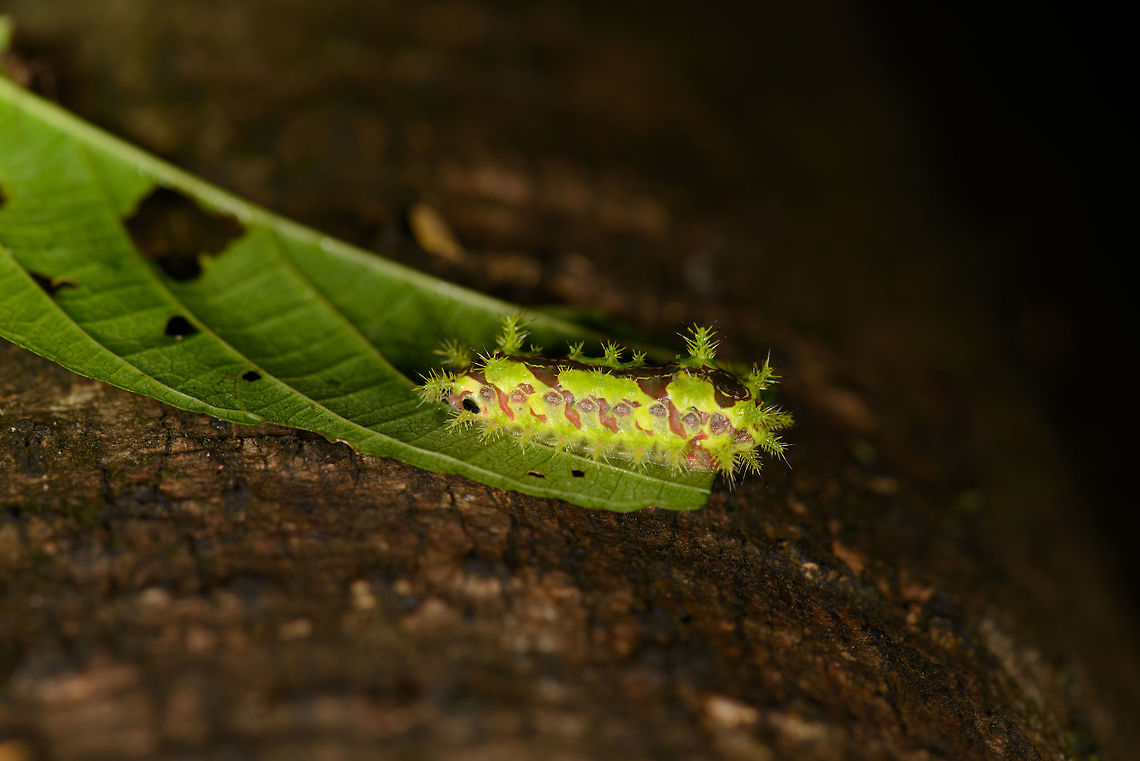Vibrant caterpillar, Santa María, Colombia Identification is not as easy as I expected. Theory for now is that this is the caterpillar of a cup moth, which are known to have such spectacular caterpillars. Front view:<br />
<figure class="photo"><a href="https://www.jungledragon.com/image/48573/vibrant_caterpillar_-_front_view_santa_mara_colombia.html" title="Vibrant caterpillar - front view, Santa Mar&iacute;a, Colombia"><img src="https://s3.amazonaws.com/media.jungledragon.com/images/2/48573_thumb.jpg?AWSAccessKeyId=05GMT0V3GWVNE7GGM1R2&Expires=1759968010&Signature=HJcupV6CjofaUXDl0Hpen7wV2ok%3D" width="200" height="200" alt="Vibrant caterpillar - front view, Santa Mar&iacute;a, Colombia Side view:<br />
https://www.jungledragon.com/image/48577/vibrant_caterpillar_santa_mara_colombia.html Boyac&aacute;,Colombia,Santa Mar&iacute;a,South America,World" /></a></figure><br />
<figure class="photo"><a href="https://www.jungledragon.com/image/48580/vibrant_caterpillar_-_front_view_closeup_santa_mara_colombia.html" title="Vibrant caterpillar - front view closeup, Santa Mar&iacute;a, Colombia"><img src="https://s3.amazonaws.com/media.jungledragon.com/images/2/48580_thumb.jpg?AWSAccessKeyId=05GMT0V3GWVNE7GGM1R2&Expires=1759968010&Signature=w5ZsHjMn1ev3rVSAtlCQZuatk2U%3D" width="200" height="156" alt="Vibrant caterpillar - front view closeup, Santa Mar&iacute;a, Colombia Side view:<br />
https://www.jungledragon.com/image/48577/vibrant_caterpillar_santa_mara_colombia.html Boyac&aacute;,Colombia,Santa Mar&iacute;a,South America,World" /></a></figure><br />
Full disclosure: caterpillar was moved to take the shot. Not a practice I normally support, but it was too late to stop it. Boyacá,Colombia,Santa María,South America,World