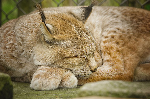 Lazy Lynx I so recognize the cross-legged sleeping position from our cat :) BestZOO,Eurasian Lynx,Geotagged,Lynx lynx,The Netherlands