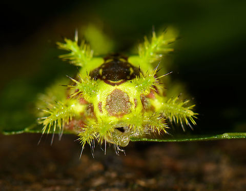 Vibrant caterpillar - front view closeup, Santa María, Colombia Side view:
https://www.jungledragon.com/image/48577/vibrant_caterpillar_santa_mara_colombia.html Boyacá,Colombia,Santa María,South America,World
