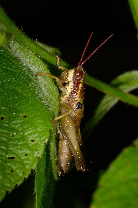 Red-banded grasshopper, Santa María, Colombia  Boyacá,Colombia,Ommatolampis perspicillata,Santa María,South America,World