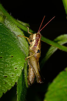 Red-banded grasshopper, Santa María, Colombia  Boyacá,Colombia,Ommatolampis perspicillata,Santa María,South America,World