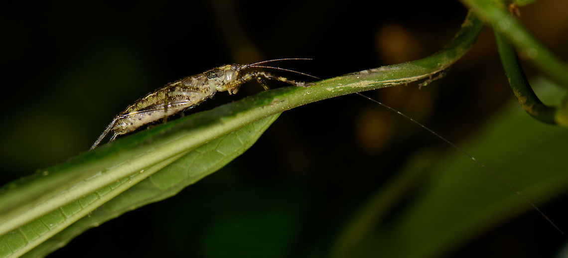 Cricket with enormous antennae, Santa María, Colombia  Boyacá,Colombia,Santa María,South America,World