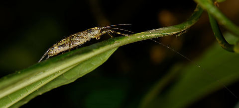 Cricket with enormous antennae, Santa María, Colombia  Boyacá,Colombia,Santa María,South America,World