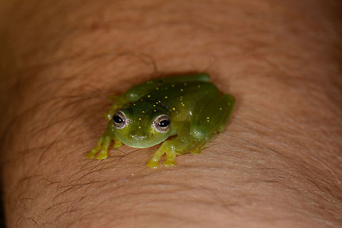 Frog with yellow spots on guide's hand, Santa Mar&iacute;a, Colombia  Boyac&aacute;,Colombia,Santa Mar&iacute;a,South America,World